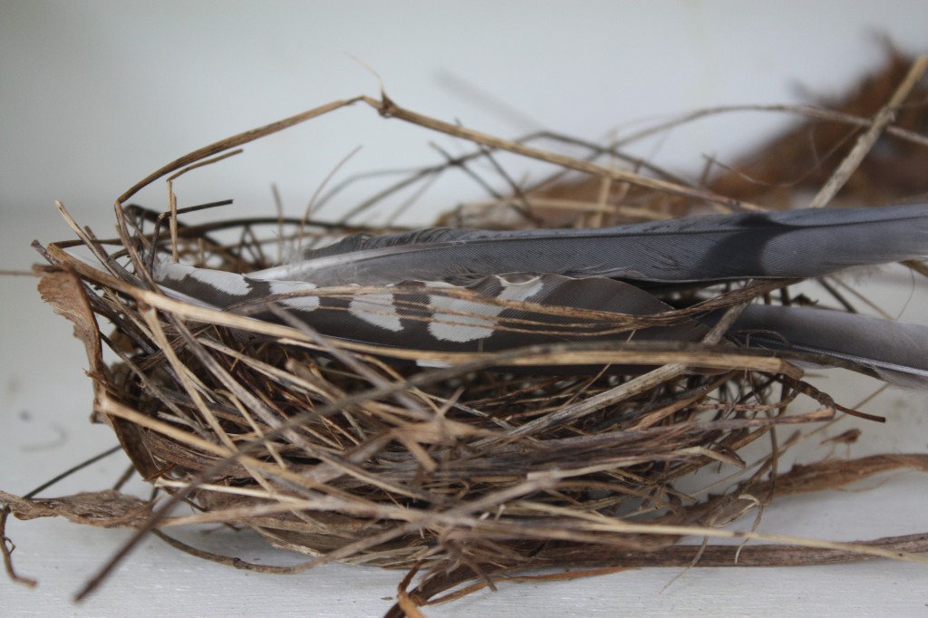 feather nest