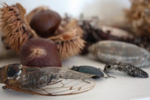 more bugs!, chestnuts, seaweed